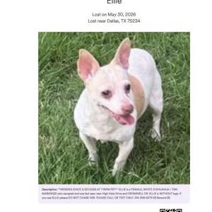 Image of Ellie, Lost Dog