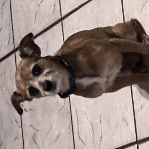 Image of Mickey, Lost Dog