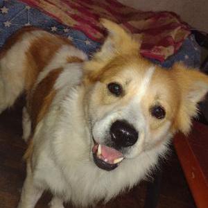 Image of Nergigante, Lost Dog