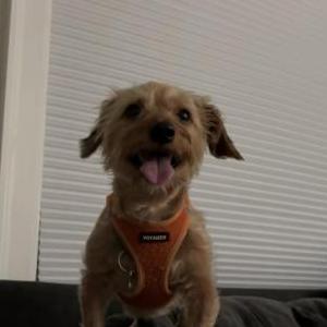 Image of Ollie, Lost Dog