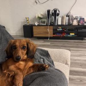Image of Chelsea, Lost Dog