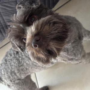 Image of Otto, Lost Dog