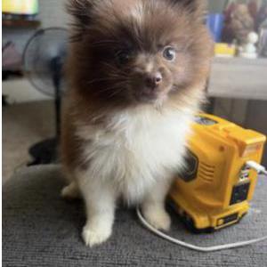 Image of Cookie, Lost Dog
