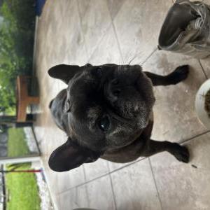 Image of Duke, Lost Dog