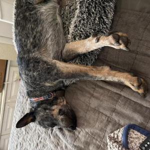Lost Dog Spur