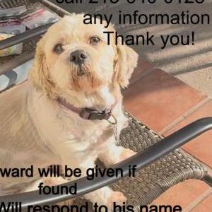 Image of Bubba, Lost Dog