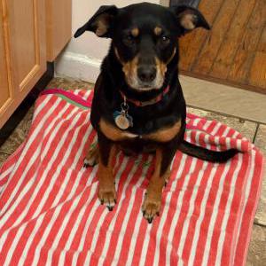 Image of Jax, Lost Dog
