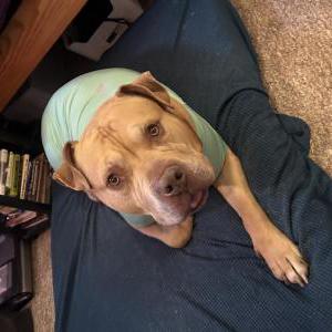 Image of Bear, Lost Dog