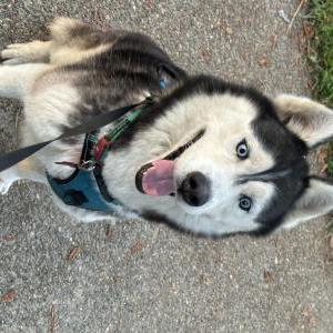 Image of Zazu, Lost Dog