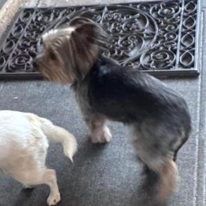 Image of Pepper Peters, Lost Dog