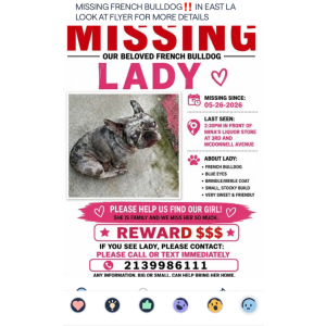 Image of Yesi L, Lost Dog