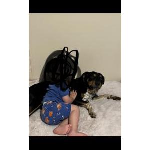 Image of Pongo, Lost Dog