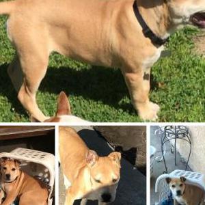 Image of Brown, Lost Dog