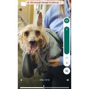 Image of unknown, Found Dog