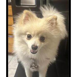Image of Chanel, Lost Dog