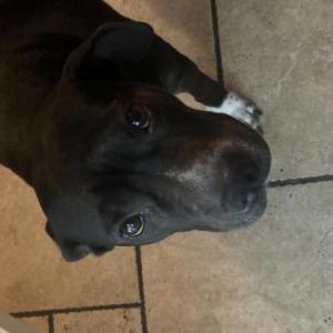 Image of Zoey, Lost Dog