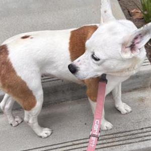 Image of Moon, Lost Dog