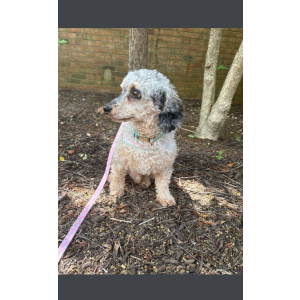 Image of Percy, Lost Dog