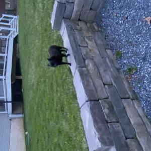 Image of Shila, Lost Dog