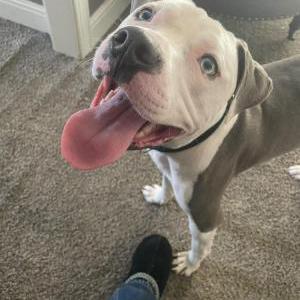 Image of jonny, Lost Dog