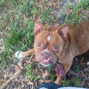 Image of Tiny, Lost Dog