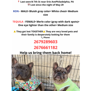Image of Ron & Tequila, Lost Dog