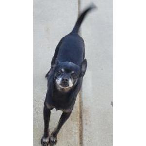 Image of Nikki, Lost Dog