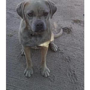 Image of BABYGIRL, Lost Dog