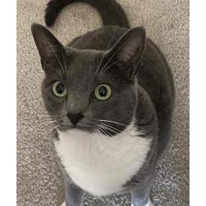 Image of Leia, Lost Cat