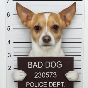 Image of Aarmanii, Lost Dog