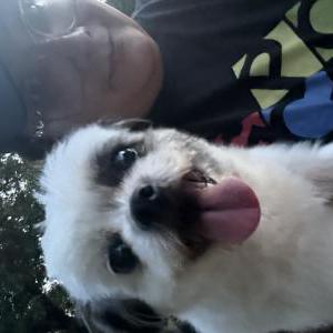 Image of Unknown, Found Dog