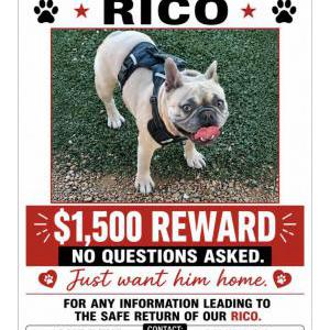 Image of Rico, Lost Dog