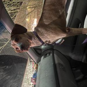 Image of Athena, Lost Dog