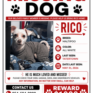 Image of Rico, Lost Dog