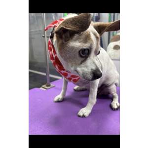 Image of Ruby, Lost Dog