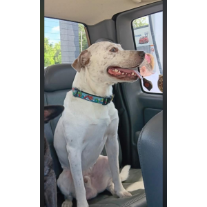 Image of Blue, Lost Dog