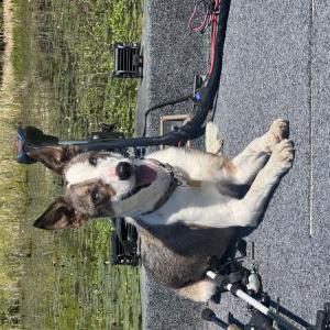 Image of Moultrie, Lost Dog