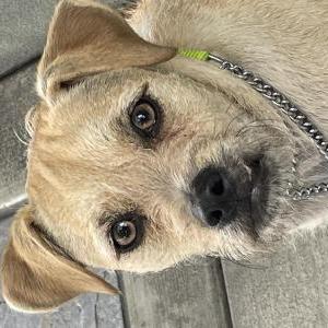 Image of Unknown, Found Dog