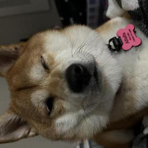 Image of Alfalfa, Lost Dog