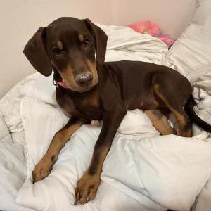 Image of Foxy/brownie, Lost Dog