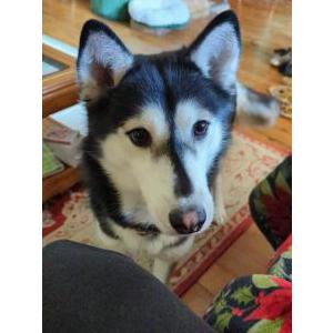 Image of Ruby, Lost Dog