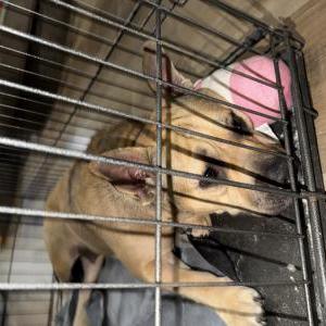 Image of Unknown, Found Dog