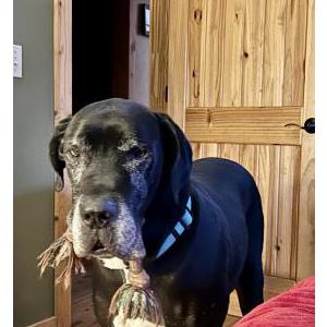 Image of Finn, Lost Dog