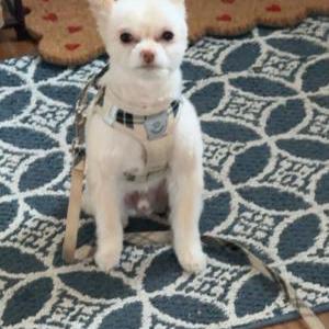 Image of Oli, Lost Dog