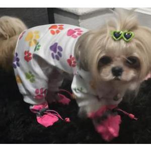Image of Yipzy, Lost Dog