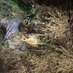 Image of Unknown, Found Dog