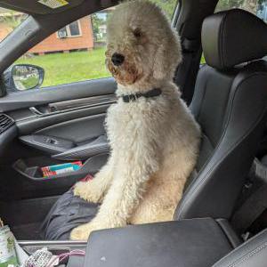 Image of Jojo, Lost Dog