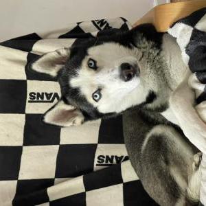 Image of Winter, Lost Dog