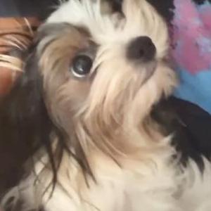 Image of Erik, Lost Dog