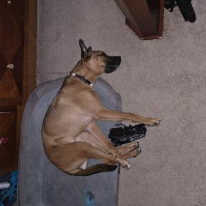 Image of Peanut, Lost Dog